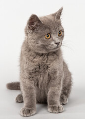 ショートヘアの子猫　灰色　立ち耳