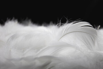 Macro of White Fluffly Fathers on Black Background. Swan Feathers