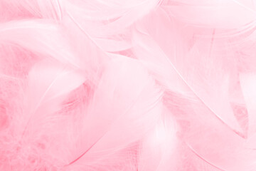 Beautiful Pink and White Feathers Texture Vintage Background. Swan Feathers