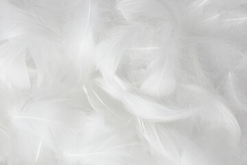 Obraz premium White Fluffly Feathers Texture Vintage Background. Swan Feathers