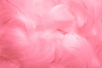 Fototapeta na wymiar Beautiful Pink and White Fluffly Feathers Texture Vintage Background. Swan Feathers