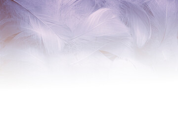 Obraz premium Swan Fluffly Feathers on White Gradient. Feathers Background with a White Space.