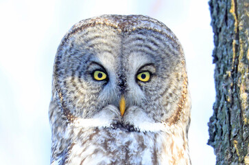 Great Grey Owl sitting on a tree branch in the forest, Quebec, Canada