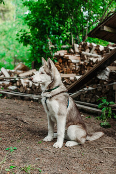 Siberian Hasky sitting on the floor,in the background are grass