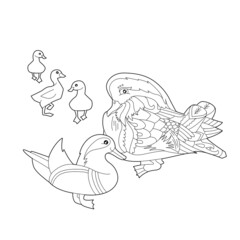 Contour linear illustration for coloring book with two pretty ducks and chicks. Anti stress picture. Line art design for adult or kids  in zen-tangle style, tattoo and coloring page