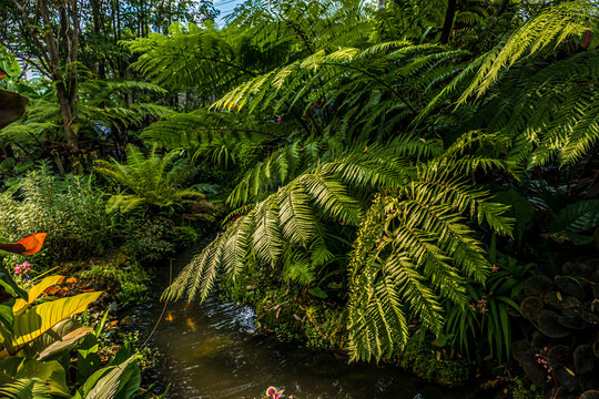 https://www.shutterstock.com/image-photo/group-background-dark-green-tropical-leaves-2024853305