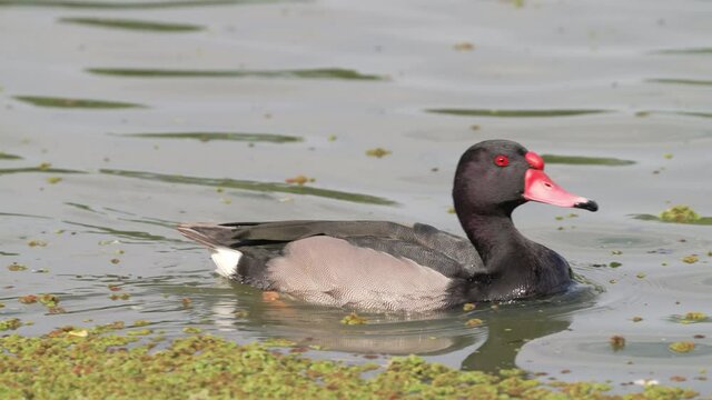 Close up shot with pond scums flowing on water surface, a wild male rosy-billed pochard, netta peposaca actively searching for a mating partner, elongate its neck to display courtship.