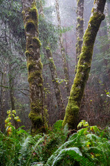 Redwoods national forest park