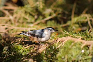 Bird at Rouge Park, Toronto, Ontario, Canada