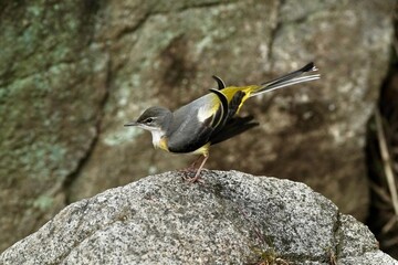 grey wagtail in the forest