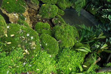 Green moss cover stones and on the floor in the forest
