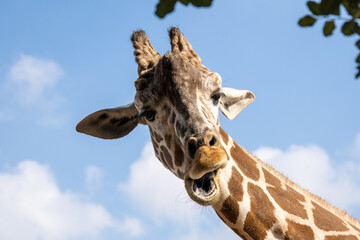 Giraffe makes a surprised face by opening his mouth