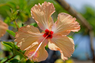 tahiti -Polynésie Française : fleur d'hibiscus