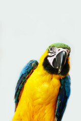 blue and yellow macaw front view