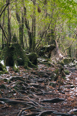 Winter Yaskuhima forest in Kyusyu Japan(World Heritage in Japan)