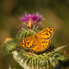 Common Brown Butterfly, Lake George, NSW, January 2022