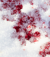 Red blood on the white snow in winter.