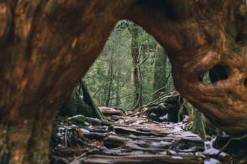 Winter Yaskuhima forest in Kyusyu Japan(World Heritage in Japan)