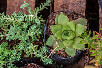 closeup succulent blue star echeveria, plant in plastic container ready for sale.