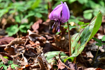 얼레지 Dog-tooth Violet (Erythronium japonicum)