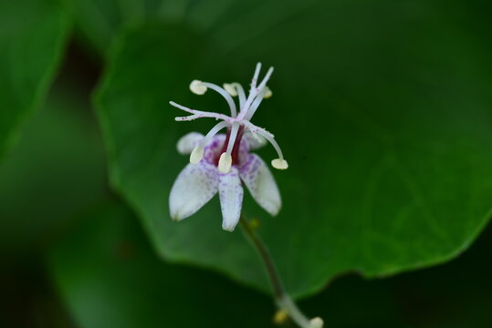 뻐꾹나리 korean toad lily(Tricyrtis macropoda)
