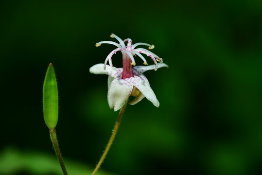 뻐꾹나리 korean toad lily(Tricyrtis macropoda)