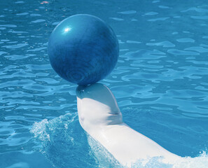 A large white dolphin plays with a ball.