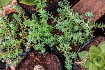 Succulent, various types of flowering succulent cacti, decorative indoor and outdoor house and garden plants.