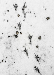 Bird tracks on frozen ground as background.