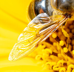 Close-up of a bee wing on a yellow flower.