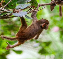 Little monkey on a tree in the park