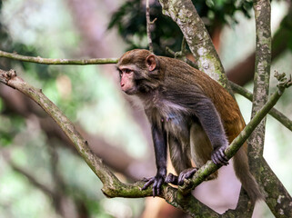 Little monkey on a tree in the park