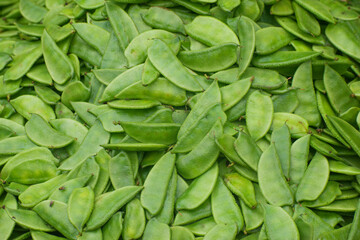 Snow pea. Pisum sativum var. saccharatum. It is an edible-pod pea with flat pods and thin pod walls.