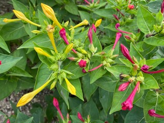 The marvel of Peru (Mirabilis jalapa) Four o'clock flower, Wunderblume, Belle-de-nuit, Merveille du Pérou, Dondiego de noche, Dompedros, Periquito, Dengue, Maravilla del Perú o Clavellina or Noćurak