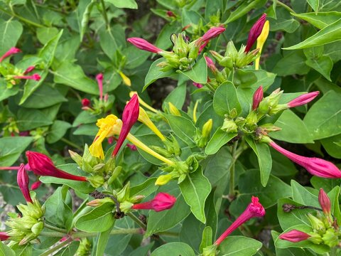 The marvel of Peru (Mirabilis jalapa) Four o'clock flower, Wunderblume, Belle-de-nuit, Merveille du P&eacute;rou, Dondiego de noche, Dompedros, Periquito, Dengue, Maravilla del Per&uacute; o Clavellina or Noćurak