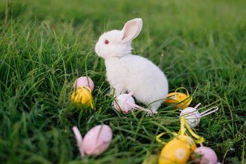 White Easter bunny collects yellow and pink eggs sitting on the grass. Happy Easter.