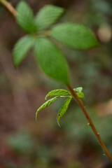 Brombeer Blatt Blätter, Kräuter gegen Frauenbeschwerden