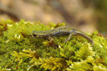 Closeup on a green juvenile of the endangered Limestone salamander Hydromantes brunus from the...