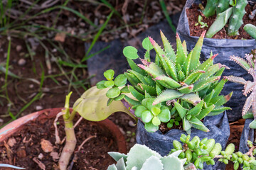 Succulent, various types of flowering succulent cacti, decorative indoor and outdoor house and garden plants.