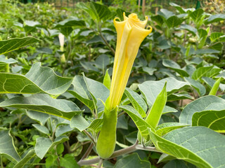 Pricklyburr (Datura innoxia or Datura inoxia 'Inka') Recurved thorn-apple, Downy thorn-apple, Indian-apple, Lovache, Moonflower, Nacazcul, Toloatzin, Toloaxihuitl, Tolguache, Toloache or Sacred datura - obrazy, fototapety, plakaty