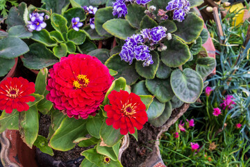 Zinnia elegans flowers of deep red color with violet flowers.