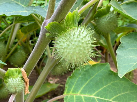Pricklyburr (Datura innoxia or Datura inoxia 'Inka') Recurved thorn-apple, Downy thorn-apple, Indian-apple, Lovache, Moonflower, Nacazcul, Toloatzin, Toloaxihuitl, Tolguache, Toloache or Sacred datura