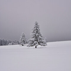Einsame Tanne im Winter im Schnee in der Rhön an der Kissinger Hütte in Bayern
