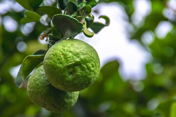 Two pieces fresh and natural green limes fruit hanging on the tree with blurry and bokeh background on the scenic beautiful garden