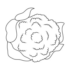 Cauliflower vector icon.Outline vector icon isolated on white background cauliflower.