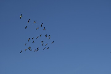 ducks in the air, V formation