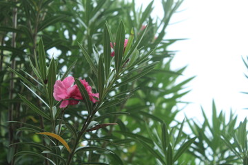 red flower on grass