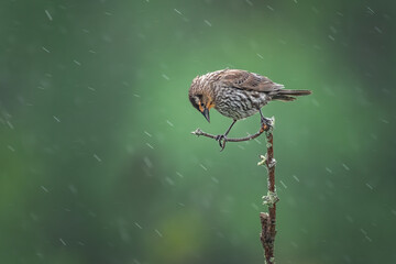 A female red-winged black bird hides from the rain