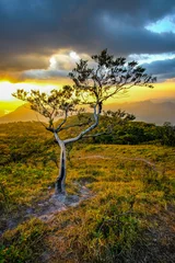 Deurstickers tree in the sunset © siwat