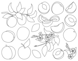 Apricot of fruit vector outline set icon. Vector illustration peach on white background. Isolated outline set icon apricot of fruit.
